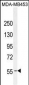 ESR1 Antibody