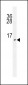 URM1 Antibody