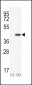 CLEC11A Antibody (Center)