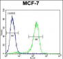 RARS Antibody (C-term)