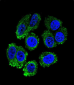 RARS Antibody (C-term)