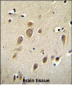 RARS Antibody (C-term)