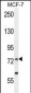 RARS Antibody (C-term)