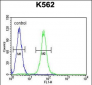 AASS Antibody (C-term)