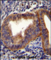 CCNB1 Antibody (Center)
