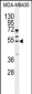 CCNB1 Antibody (Center)