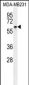 CCNB1 Antibody (C-term)