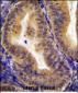 CD130 Antibody (C-term)