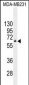 HNF1B Antibody (C-term)