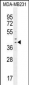 IRF1 Antibody (C-term)