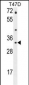 CTSZ Antibody (N-term)