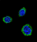 GAD2 Antibody (Center)