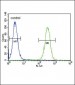 INHBA Antibody (N-term)