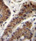 INHBA Antibody (N-term)