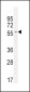 INHBA Antibody (N-term)