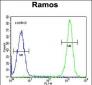 ETFA Antibody (C-term)