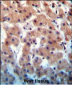 INHBB Antibody (C-term)