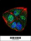 IFT88 Antibody (C-term)
