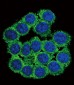 CUZD1 Antibody (C-term)
