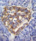 CUZD1 Antibody (C-term)