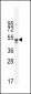 TNFR-S274 Antibody