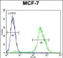 PMPCA Antibody (C-term)