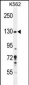PLEKHG3 Antibody (C-term)