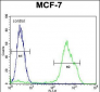 RNF19B Antibody (Center)
