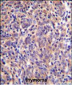 THEMIS Antibody (C-term)