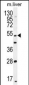 THEMIS Antibody (C-term)