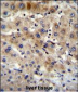 APG7L Antibody(D555)