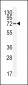 APG7L Antibody(D555)