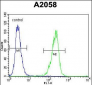 TIMP1 Antibody (C-term)