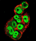 TIMP1 Antibody (C-term)