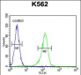 AHCY Antibody (N-term)