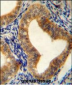 AHCY Antibody (N-term)