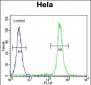 LIN28A Antibody (Center)