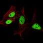 AP11206c-LIN28A-Antibody-Center