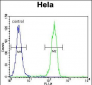 CCNG1 Antibody (C-term)