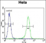 CCNH Antibody (N-term)