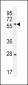 DLK Antibody