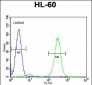 FBXW11 Antibody (Center)