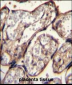 IGF2 Antibody (Center R54)