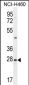 EDN3 Antibody (C-term)