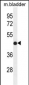 IRF2 Antibody (Center)