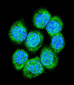 CTNB1 Antibody (C-term)