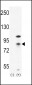 CTNB1 Antibody (C-term)