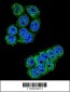 DPP3 Antibody (C-term)