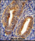 DPP3 Antibody (C-term)