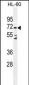 DPP3 Antibody (C-term)